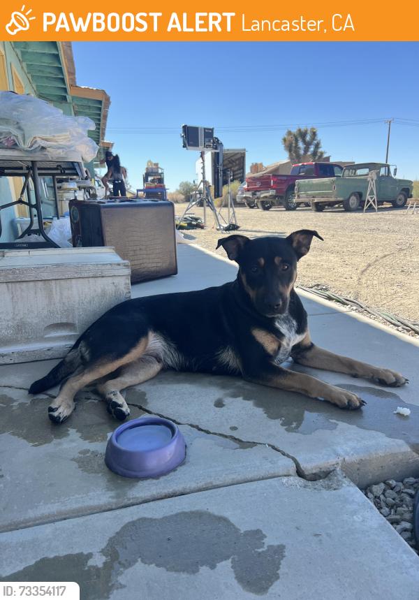 Found/Stray Female Dog last seen Near 150th St E, Lancaster, CA 93535, Lancaster, CA 93535