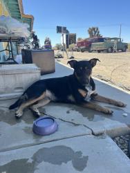 Found/Stray Female Dog last seen Near 150th St E, Lancaster, CA 93535, Lancaster, CA 93535