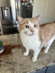 Lost Male Cat last seen Slater Ct., Eagan, MN 55122