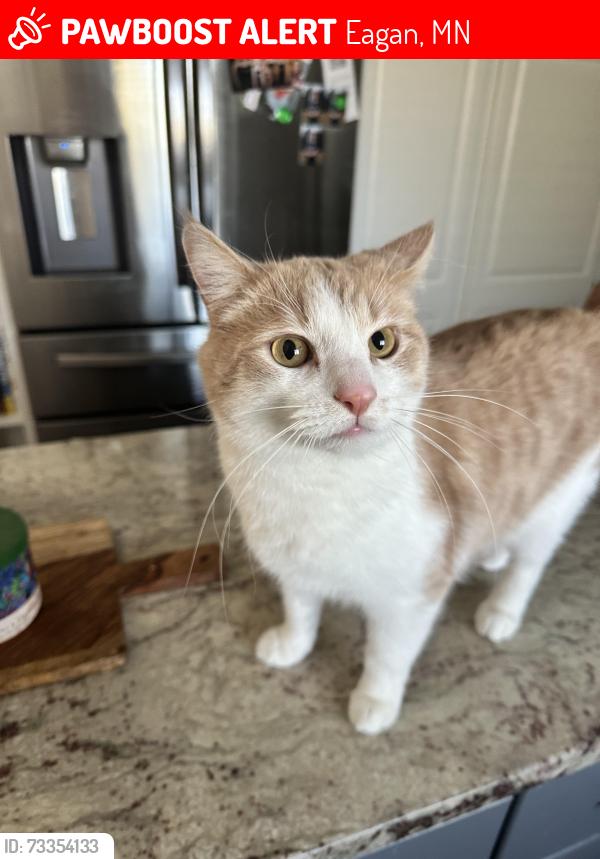 Lost Male Cat last seen Slater Ct., Eagan, MN 55122