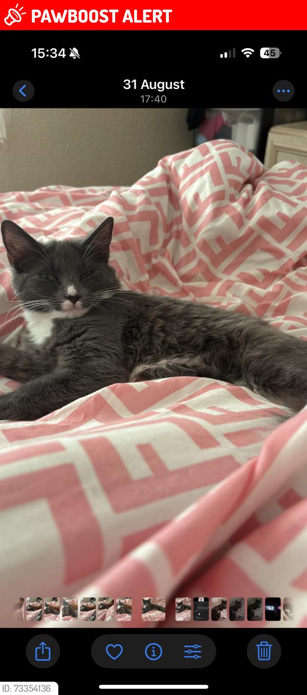 Lost Female Cat last seen Near bengarth road, Greater London, England UB5 5LG