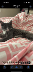 Lost Female Cat last seen Near bengarth road, Greater London, England UB5 5LG