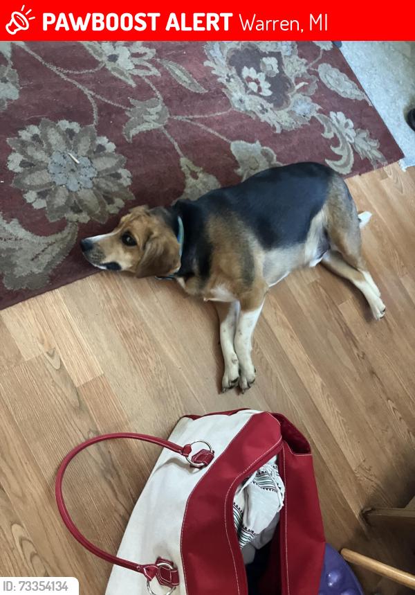 Lost Male Dog last seen rinke park, Warren, MI 48093