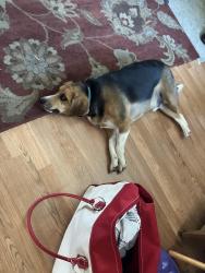 Lost Male Dog last seen rinke park, Warren, MI 48093
