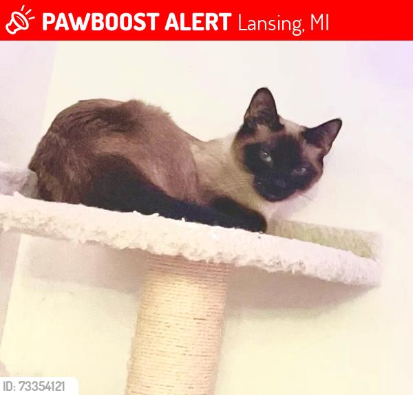 Lost Female Cat last seen North Waverly Road and West Willow Hwy Intersection, Lansing, MI 48917