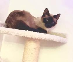Lost Female Cat last seen North Waverly Road and West Willow Hwy Intersection, Lansing, MI 48917