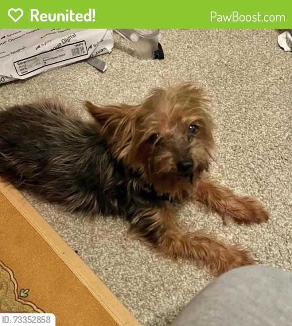 Reunited Female Dog last seen Parc 85 apmts, Duluth, GA 30096