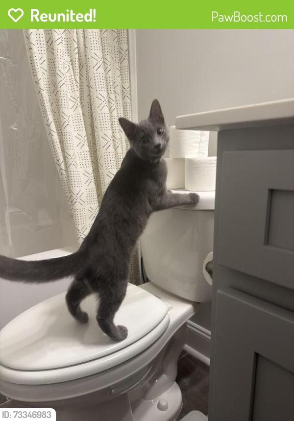 Reunited Male Cat last seen Hopewell Branch Ct., Black creek rd., Smithfield, NC 27577