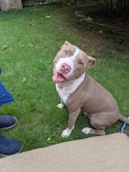 Reunited Male Dog last seen Christmas Ln and Lavista Rd, Atlanta, GA 30329