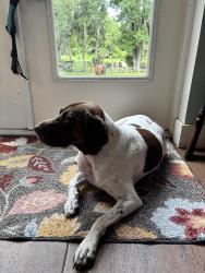 Reunited Female Dog last seen Katie’s Landing state park, Sanford, FL 32771