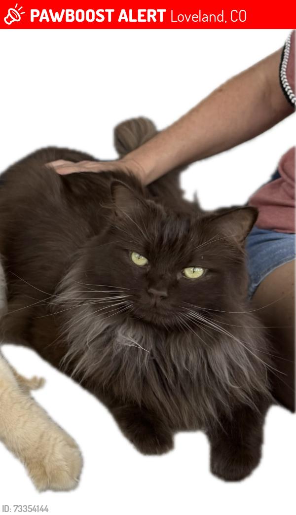 Lost Male Cat last seen Boise and Park Drive, Loveland, CO 80538