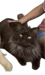 Lost Male Cat last seen Boise and Park Drive, Loveland, CO 80538