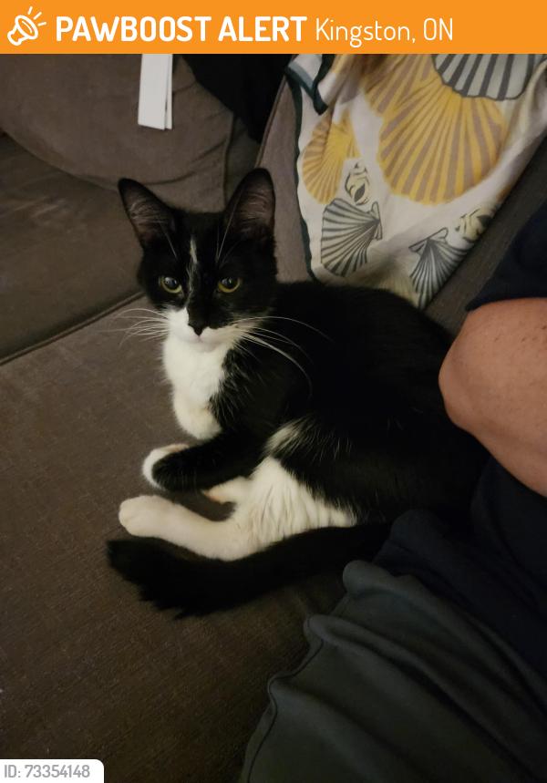 Surrendered Female Cat last seen Memorial center, Kingston, ON 
