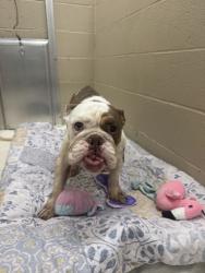 Shelter Stray Female Dog last seen Near Backhall Road, Berkeley County, SC, 2455 Remount Rd, North Charleston, SC 29406, USA