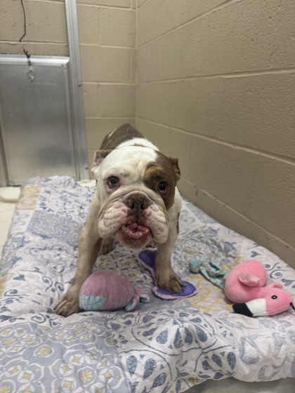 Shelter Stray Female Dog last seen Near Backhall Road, Berkeley County, SC, 2455 Remount Rd, North Charleston, SC 29406, USA