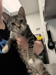 Shelter Stray Unknown Cat last seen Near 131st Street, Town / Village of Lake Hallie, WI, 3900 Old Town Hall Rd, Eau Claire, WI 54701, USA