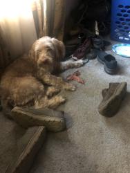 Reunited Male Dog last seen South belmont rd/corner ketch rd, Paradise Township, PA 17562
