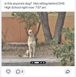 Lost Male Dog last seen Desert hot springs high school, Desert Hot Springs, CA 92240