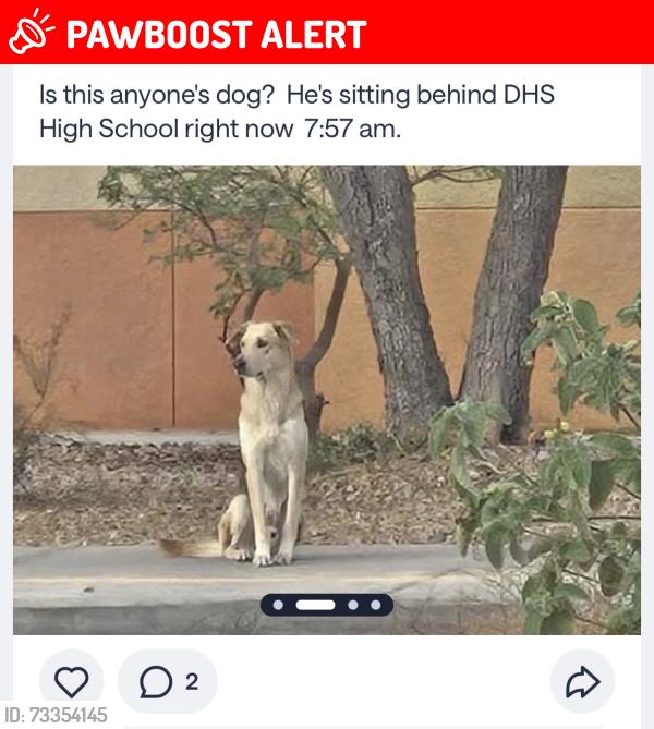 Lost Male Dog last seen Desert hot springs high school, Desert Hot Springs, CA 92240