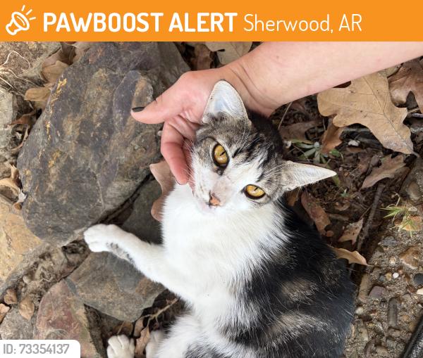 Found/Stray Female Cat last seen Sherwood Police Department/Sherwood community pond, Sherwood, AR 72120