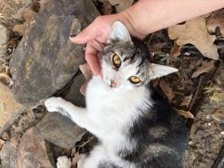 Found/Stray Female Cat last seen Sherwood Police Department/Sherwood community pond, Sherwood, AR 72120