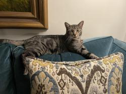 Lost Male Cat last seen Gulf and L street, Midland, TX 79705