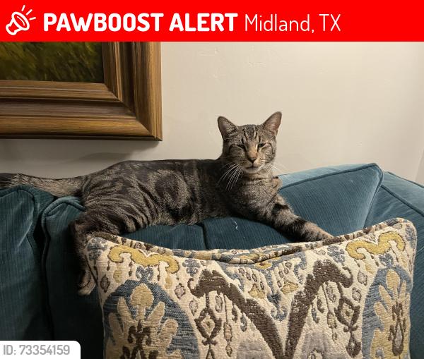 Lost Male Cat last seen Gulf and L street, Midland, TX 79705