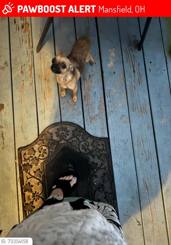 Lost Female Dog last seen longview ave mansfield oh, Mansfield, OH 44906