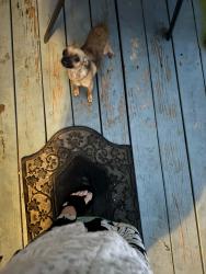 Lost Female Dog last seen longview ave mansfield oh, Mansfield, OH 44906