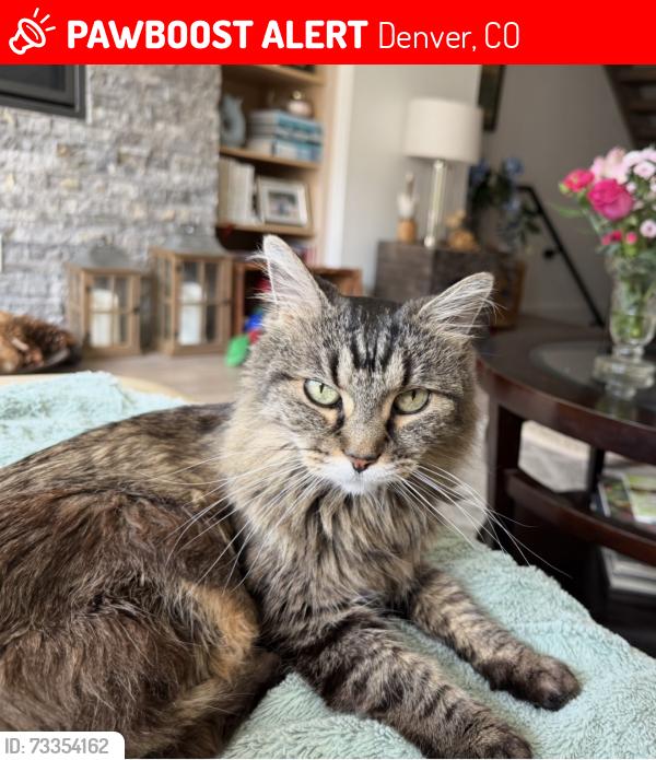 Lost Female Cat last seen S. Jackson and Bayaud, Denver, CO 80205