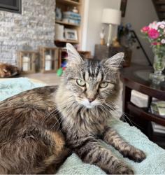 Lost Female Cat last seen S. Jackson and Bayaud, Denver, CO 80205