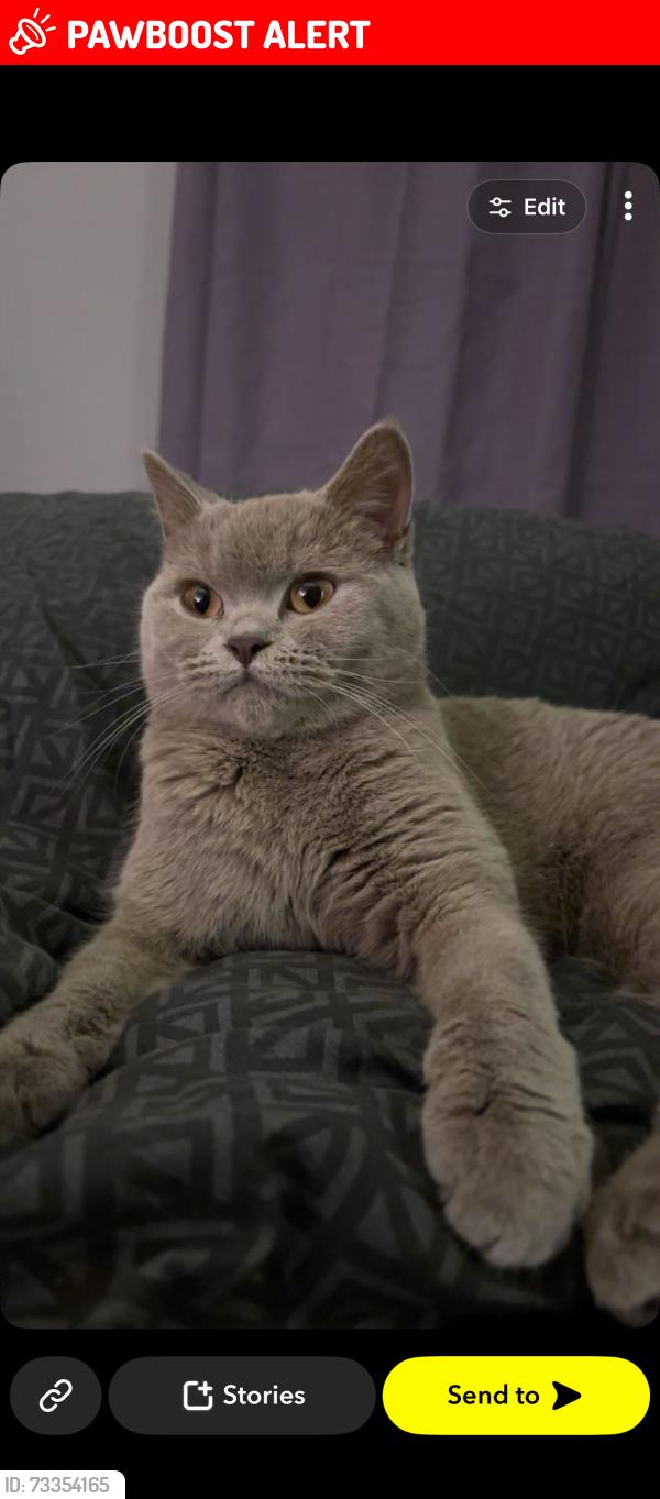 Lost Female Cat last seen Tesco, Norfolk, England NR2 4NF