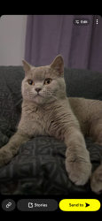 Lost Female Cat last seen Tesco, Norfolk, England NR2 4NF
