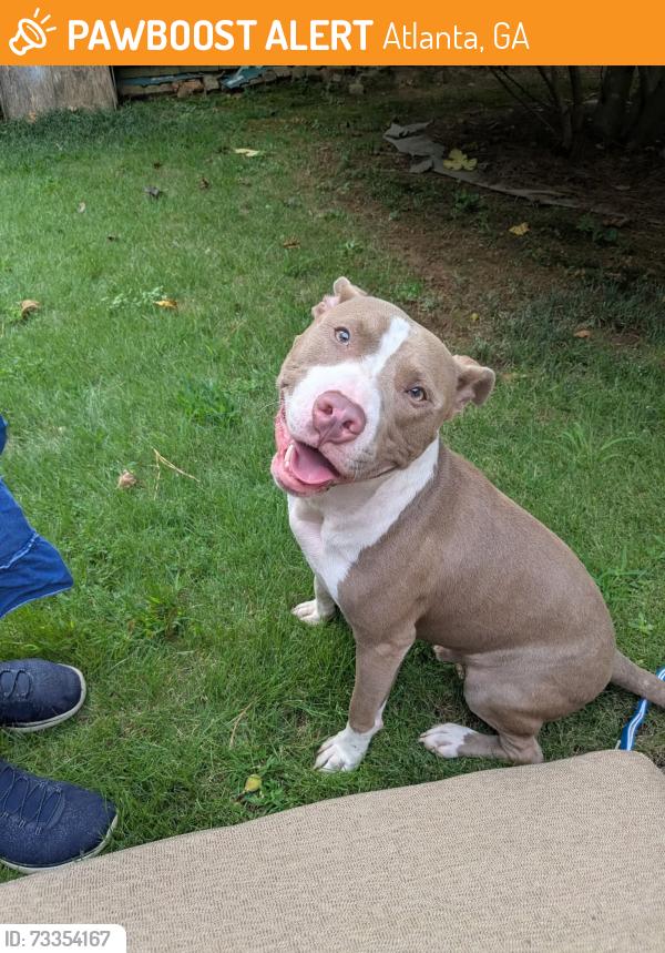Found/Stray Male Dog last seen Jody Ln and Lavista Rd Atlanta GA, Atlanta, GA 30329