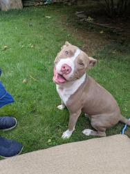 Found/Stray Male Dog last seen Jody Ln and Lavista Rd Atlanta GA, Atlanta, GA 30329