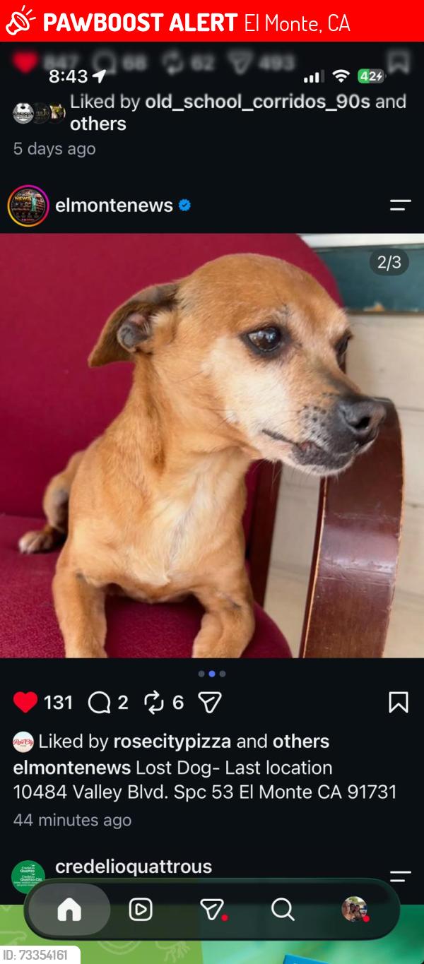 Lost Female Dog last seen Valley Boulevard and Arden ., El Monte, CA 91731