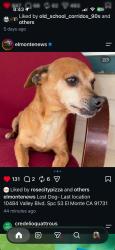 Lost Female Dog last seen Valley Boulevard and Arden ., El Monte, CA 91731