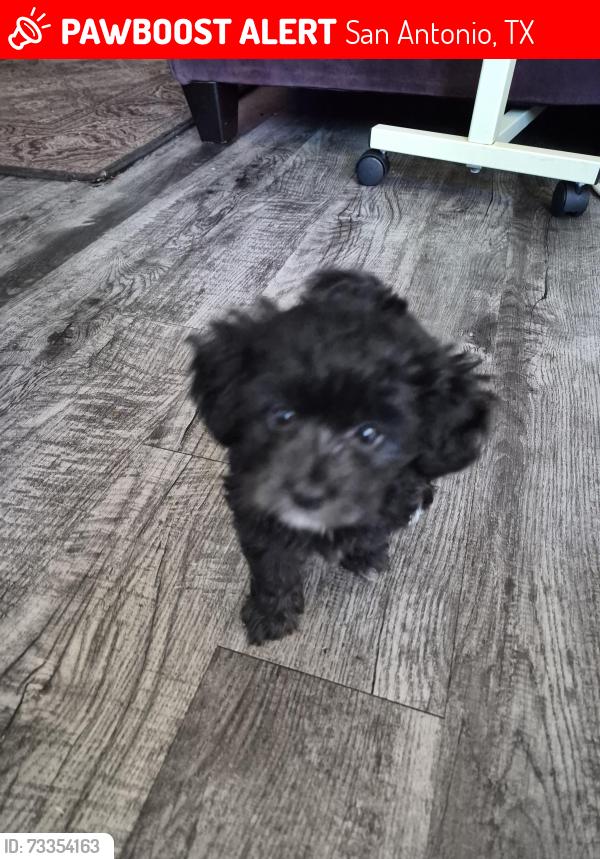 Lost Female Dog last seen Hot Wells, San Antonio, TX 78223