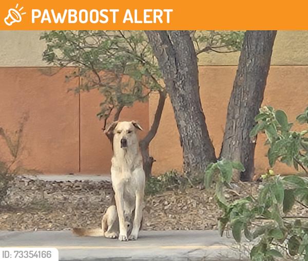 Found/Stray Male Dog last seen Sitting behind DHS High School in parking lot, Desert Hot Springs, CA 92240