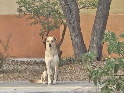 Found/Stray Male Dog last seen Sitting behind DHS High School in parking lot, Desert Hot Springs, CA 92240