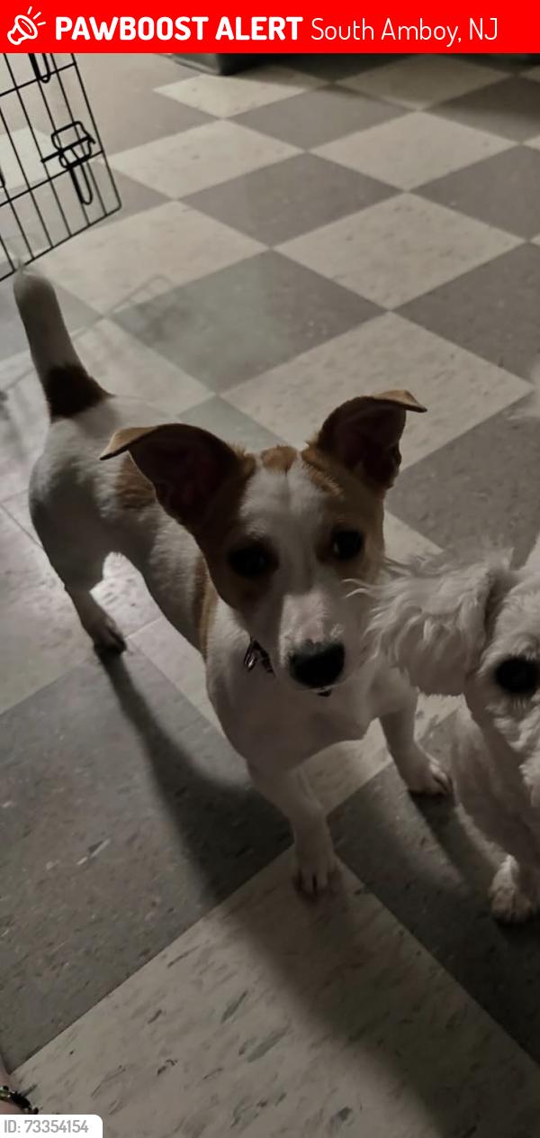 Lost Female Dog last seen Near south, South Amboy, NJ 08879