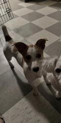 Lost Female Dog last seen Near south, South Amboy, NJ 08879