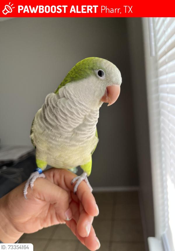 Lost Male Bird last seen apmts, Pharr, TX 78577
