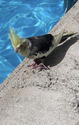 Found/Stray Unknown Bird last seen Kimpton Surfcomber hotel, Miami Beach, FL 33139