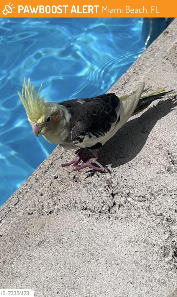 Found/Stray Unknown Bird last seen Kimpton Surfcomber hotel, Miami Beach, FL 33139