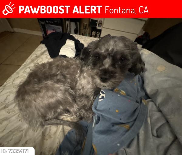 Lost Female Dog last seen Ceres and Alder by the Pacific Electric Trail, Fontana, CA 92335