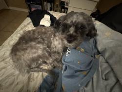Lost Female Dog last seen Ceres and Alder by the Pacific Electric Trail, Fontana, CA 92335