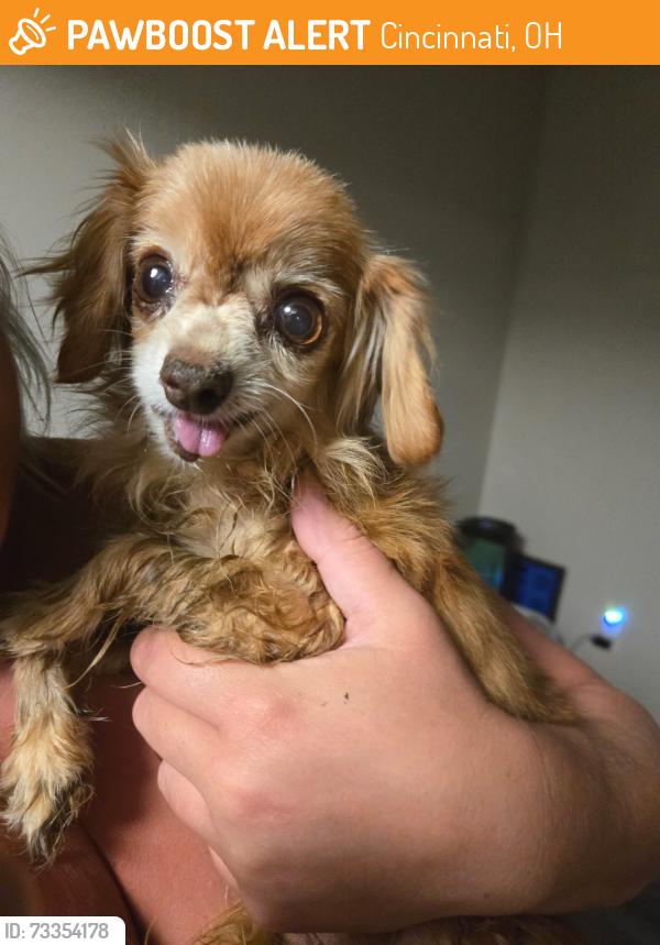 Found/Stray Male Dog last seen Brookstone Drive, Cincinnati, OH 45209