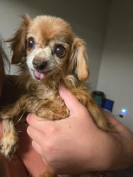 Found/Stray Male Dog last seen Brookstone Drive, Cincinnati, OH 45209