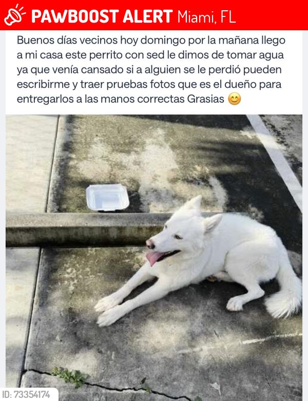 Lost Female Dog last seen Near NW, Miami, FL 33125
